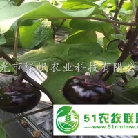 供應(yīng)嫁接茄子苗 嫁接長(zhǎng)茄苗 圓茄嫁接苗 直根茄苗