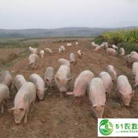 黑龍江養(yǎng)殖廠供應(yīng)瘦肉豬 牡丹江廠家**散養(yǎng)運動瘦肉豬 營養(yǎng)富硒豬肉