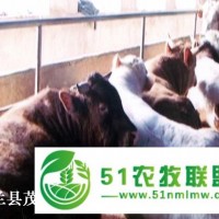 依蘭較*的肉牛養(yǎng)殖企業(yè) 肉牛牛犢價格 養(yǎng)牛場聯(lián)系電話