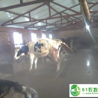 奶牛養(yǎng)殖應(yīng)該注意那些事情 養(yǎng)殖奶牛場(chǎng)地和設(shè)備該怎么選