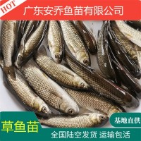 產地直供 草魚苗 鯇魚苗 淡水草魚苗批發(fā) 規(guī)格齊全 量大從優(yōu)