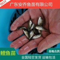 鯉魚(yú)苗優(yōu)質(zhì)建鯉稻田鯉魚(yú)工程鯉四大家魚(yú)苗淡水活體養(yǎng)殖放生苗