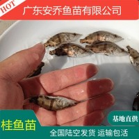 高端魚鱖魚苗 桂花魚苗 桂魚魚苗水花 餌料魚水花 基地直供高效益