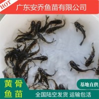 黃骨魚苗 黃顙魚 黃辣丁 黃鴨叫 全雄黃骨魚 雜交黃骨魚養(yǎng)殖技術