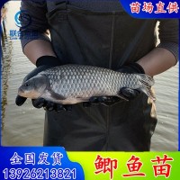 中科5號(hào)鯽魚(yú)苗 銀鯽魚(yú)苗 中科3號(hào)白鯽魚(yú)苗 彭澤鯽方正銀鯽東北鯽