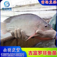 吉富羅非魚苗 海一號(hào)羅非魚苗 非洲鯽魚苗 淡水魚苗全國(guó)發(fā)貨送貨