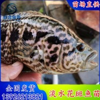 良種淡水花斑魚(yú)苗 淡水石斑魚(yú)苗 老虎斑魚(yú)苗規(guī)格2-8公分 全國(guó)發(fā)貨