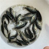 馴化飼料淡水花斑魚苗 石斑魚苗2-6公分規(guī)格老虎斑魚苗全國(guó)發(fā)貨