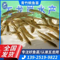 青竹鯇魚苗水產(chǎn)種苗光倒刺耙魚 水產(chǎn)養(yǎng)殖淡水魚苗絹5-7cm批發(fā)