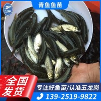 淡水養(yǎng)殖青魚苗批發(fā)四大家魚水產(chǎn)種苗螺絲青螺絲混魚苗8-10cm