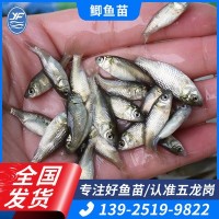 鯽魚苗大量批發(fā)鮮活活體魚苗養(yǎng)殖場(chǎng)直供水產(chǎn)養(yǎng)殖魚苗鯽瓜子3-5cm