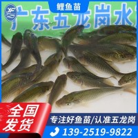 本地鯉魚苗批發(fā)食用淡水養(yǎng)殖魚苗鯉拐子鯉子紅魚3-5cm養(yǎng)殖場(chǎng)直供