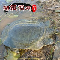 大量供應優(yōu)質甲魚 湘銀洞庭甲魚批發(fā) 水魚 中華鱉 團魚（2-3斤）