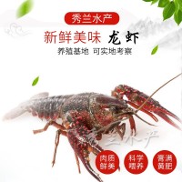 興化秀蘭水產(chǎn)清水養(yǎng)殖小龍蝦 現(xiàn)貨批發(fā) 4-6錢小龍蝦