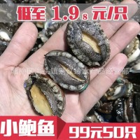 廠家直銷(xiāo)新鮮鮑魚(yú)海鮮水產(chǎn)小鮑魚(yú)仔鮑魚(yú)50只包郵 只包新鮮不包活