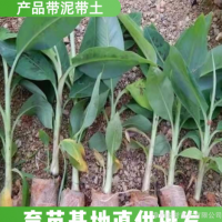 天寶香蕉苗紅香蕉苗米蕉苗 優(yōu)惠批發(fā) 下單前請與商家商議運費