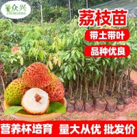 荔枝樹苗妃子笑無核A4嫁接果樹苗桂味糯米糍白糖罌雞嘴荔三月紅