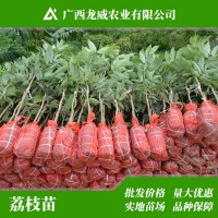 廣西妃子笑荔枝苗批發(fā) 落塘蒲玉荷包荔枝果樹苗 南方北方種植