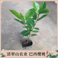 苗圃直供優(yōu)質(zhì)巴西甜櫻桃苗綠色植物盆栽花卉綠植庭院果樹苗