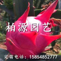 山東紅心火龍果供應(yīng)2公分臺灣紅心火龍果苗大量出售 質(zhì)優(yōu)價廉