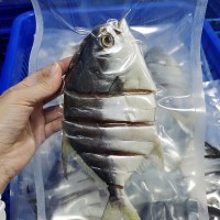 金鯧魚深海網(wǎng)箱金昌魚