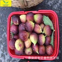 出售波姬紅無(wú)花果樹苗 品種全 可盆栽地栽 1公分2公分無(wú)花果樹苗