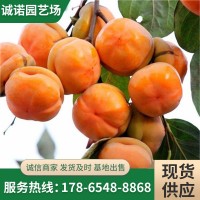 果農(nóng)直銷嫁接成品柿子樹 供應大秋甜柿樹 自營次郎甜柿樹 品種多