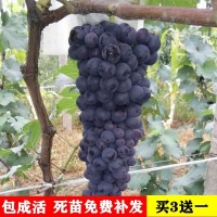 巨峰葡萄苗大苗果樹果苗爬藤葡萄樹苗葡萄樹苖南方種植當年結果