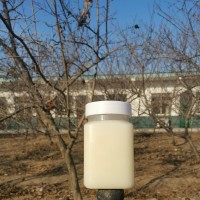 黑蜂椴樹雪蜜500g瓶裝結晶蜂蜜團購零售批發(fā)廠家直銷