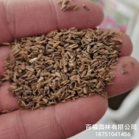 產(chǎn)地批發(fā)翠菊種子四季觀賞花卉種子大花矮生重瓣菊花庭院花海種子