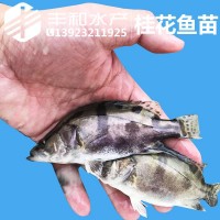 飼料桂魚苗 桂花魚苗 鱖魚苗 桂魚苗翹嘴桂魚苗淡水魚苗活體批發(fā)