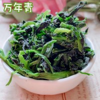 大量直供脫水蔬菜脫水萬(wàn)年青菜心萬(wàn)年青菜干青菜干 散裝批發(fā)