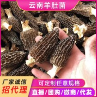 云南高原羊肚菌干貨菌湯包食材人工菌菇煲湯產(chǎn)地批發(fā)