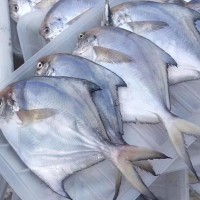 冰凍開背湄公魚腌制烤魚飯店餐廳商用巴沙魚整箱紙包魚烤魚活現(xiàn)殺