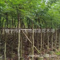 廣東揭陽(yáng)苗木金絲楠木樹(shù)苗海南沉香苗黃花梨小葉紫檀降香奇楠沉香