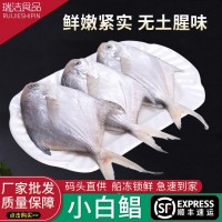 小號銀鯧魚鮮活海捕海鮮新鮮冷凍白鯧魚鳊魚平魚水產(chǎn)批發(fā)順豐冷鏈