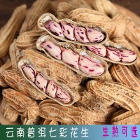 2022云南普洱孟連特產(chǎn)野地帶殼七彩花生批發(fā)緬甸七彩花生