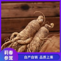 一斤10個(gè)頭左右 長(zhǎng)白山新鮮帶土人參林下山參 批發(fā)參類(lèi)滋補(bǔ)品