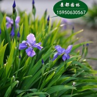 水生藍(lán)花鳶尾花苗盆栽馬蘭花蝴蝶蘭陽臺(tái)花園綠植四季花卉地栽植物