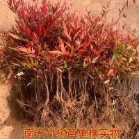 南天竹樹苗室內(nèi)盆栽植物火焰紅南天竺苗庭院耐寒綠化小苗四季好養(yǎng)