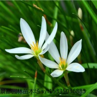 蔥蘭苗花種子蔥蘭花種球根花苗韭菜蓮韭蘭風(fēng)雨蘭批發(fā)花壇裝飾地被