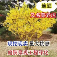 連翹花樹苗叢生連翹盆景綠植盆栽庭院花園觀花植物黃老虎苗黃鐘花