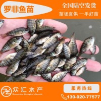 批發(fā)羅非魚(yú)苗 新吉富羅非魚(yú)苗 單性羅非魚(yú)苗 福壽魚(yú) 量大優(yōu)惠