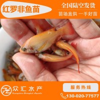 紅羅非魚苗 彩虹鯛苗 紅魚苗 大量批發(fā)淡水養(yǎng)殖魚苗