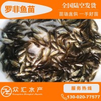 羅非魚苗 新吉富羅非魚 奧尼羅非魚 海南一號 福壽魚苗 非洲鯽