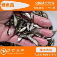 批發(fā)鯉魚(yú)苗 建鯉苗 全鱗鯉魚(yú)苗 稻田鯉 工程鯉 淡水養(yǎng)殖