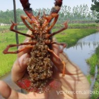 鮮活水產(chǎn)品養(yǎng)殖 宜城大蝦蝦苗、小龍蝦種苗直供