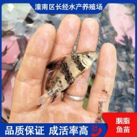 一帆風(fēng)順魚苗 胭脂 淡水環(huán)境人工養(yǎng)殖 基地直供 食品工藝鮮活水產(chǎn)