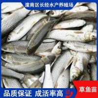 草魚苗 批發(fā) 人工淡水養(yǎng)殖 產(chǎn)量高 提供專業(yè)技術(shù)指導(dǎo)