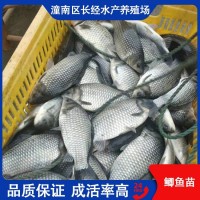 漁場直供 鯽魚苗 活體魚苗淡水養(yǎng)殖 抗病力強(qiáng) 可批發(fā)提供技術(shù)指導(dǎo)